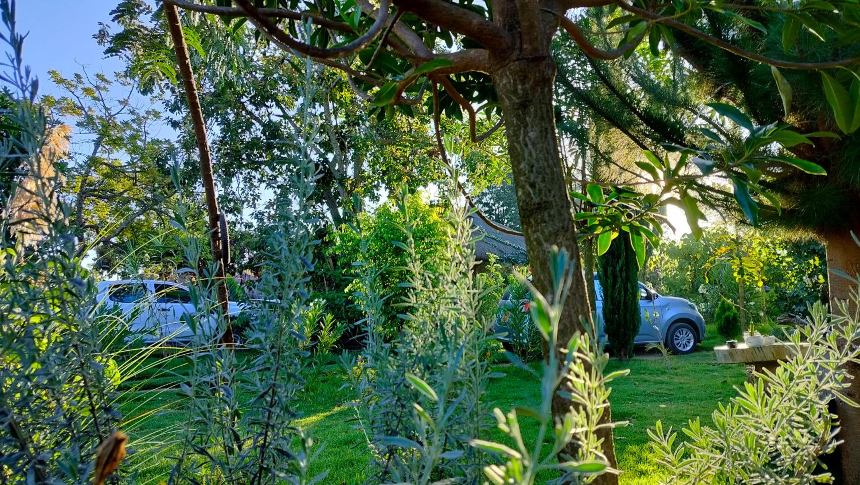 Podocarpus cottages