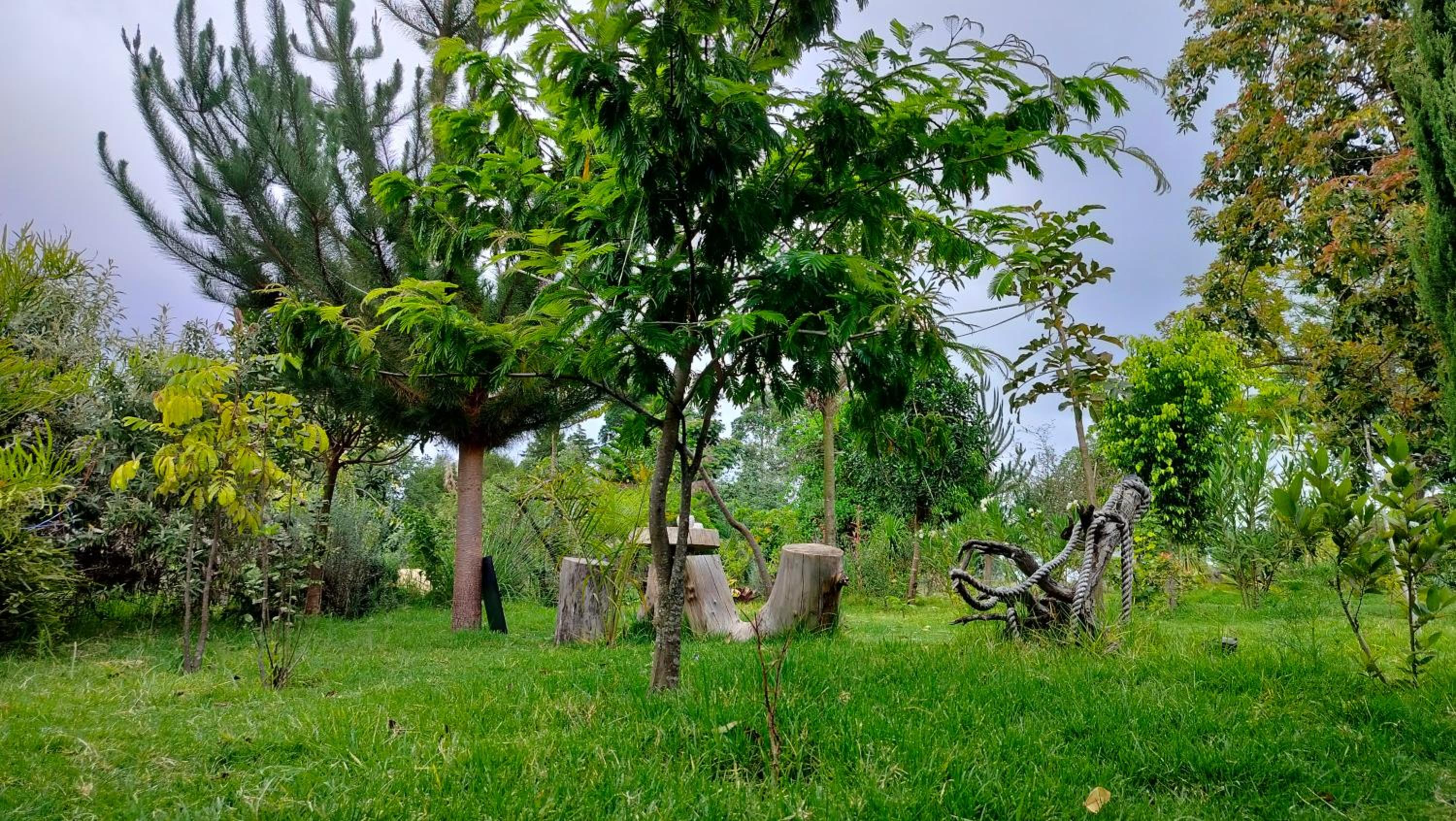 Podocarpus cottages