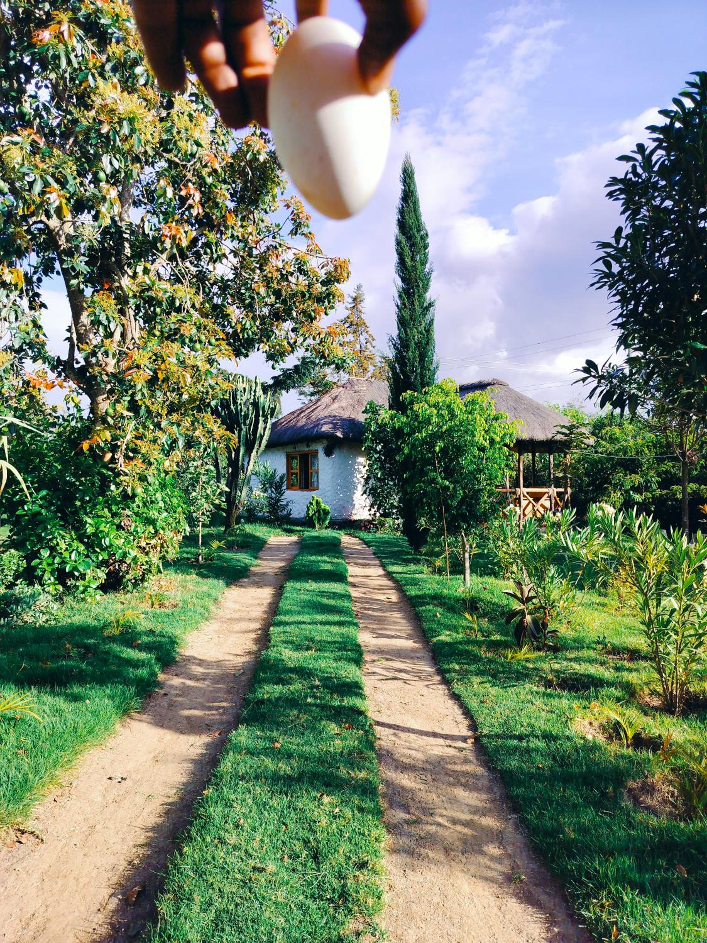 Podocarpus cottages