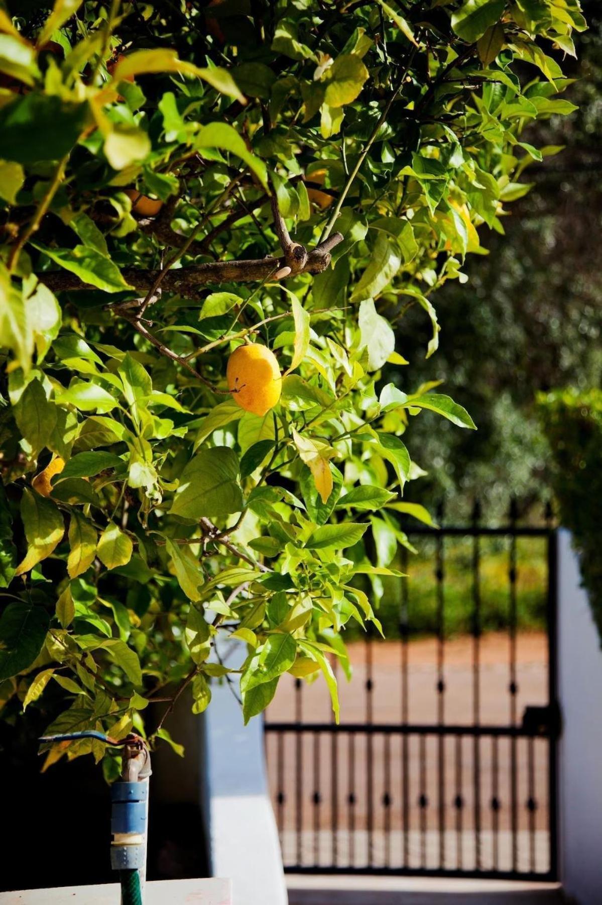 Casa Limão