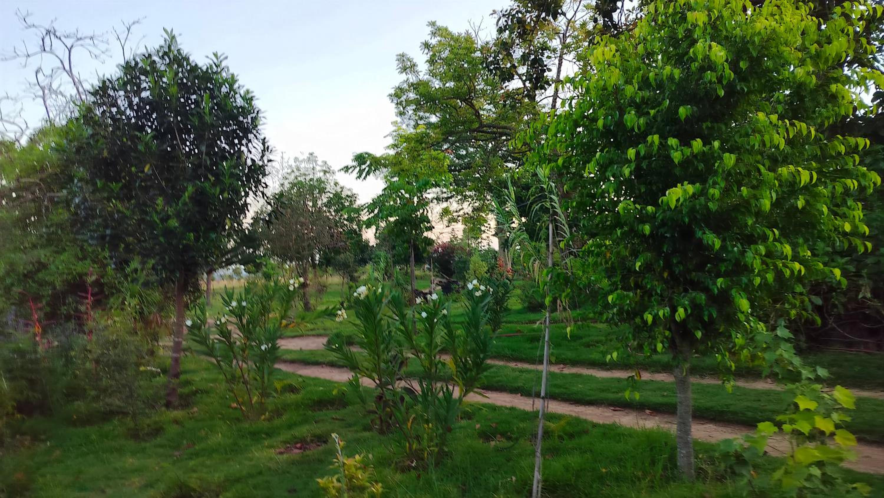 Podocarpus cottages