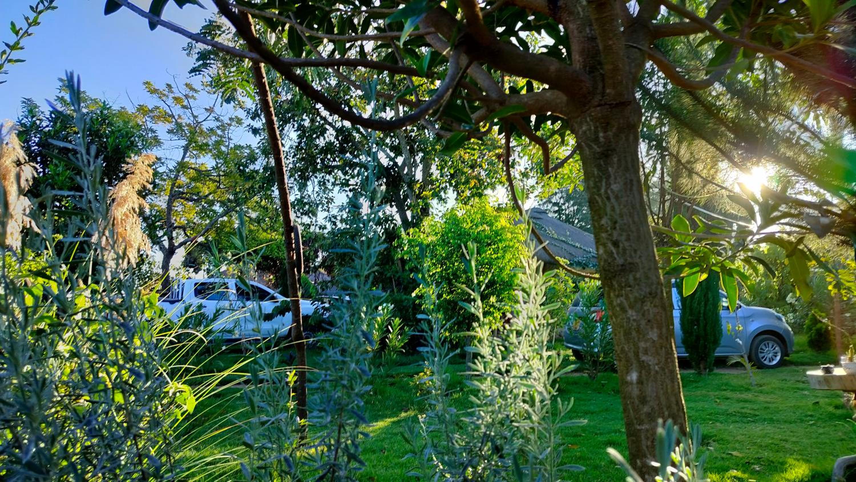 Podocarpus cottages