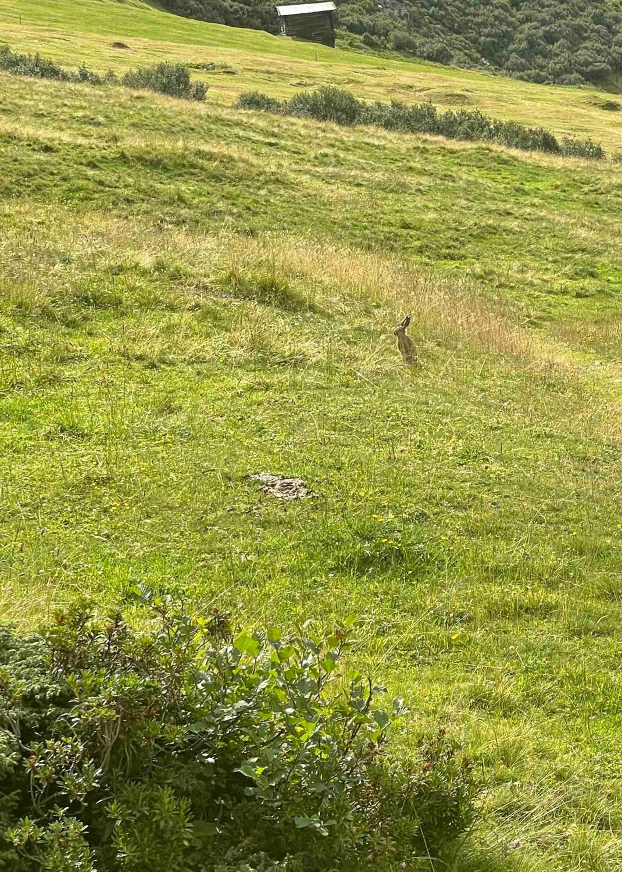 Zauberberg in voller Pracht