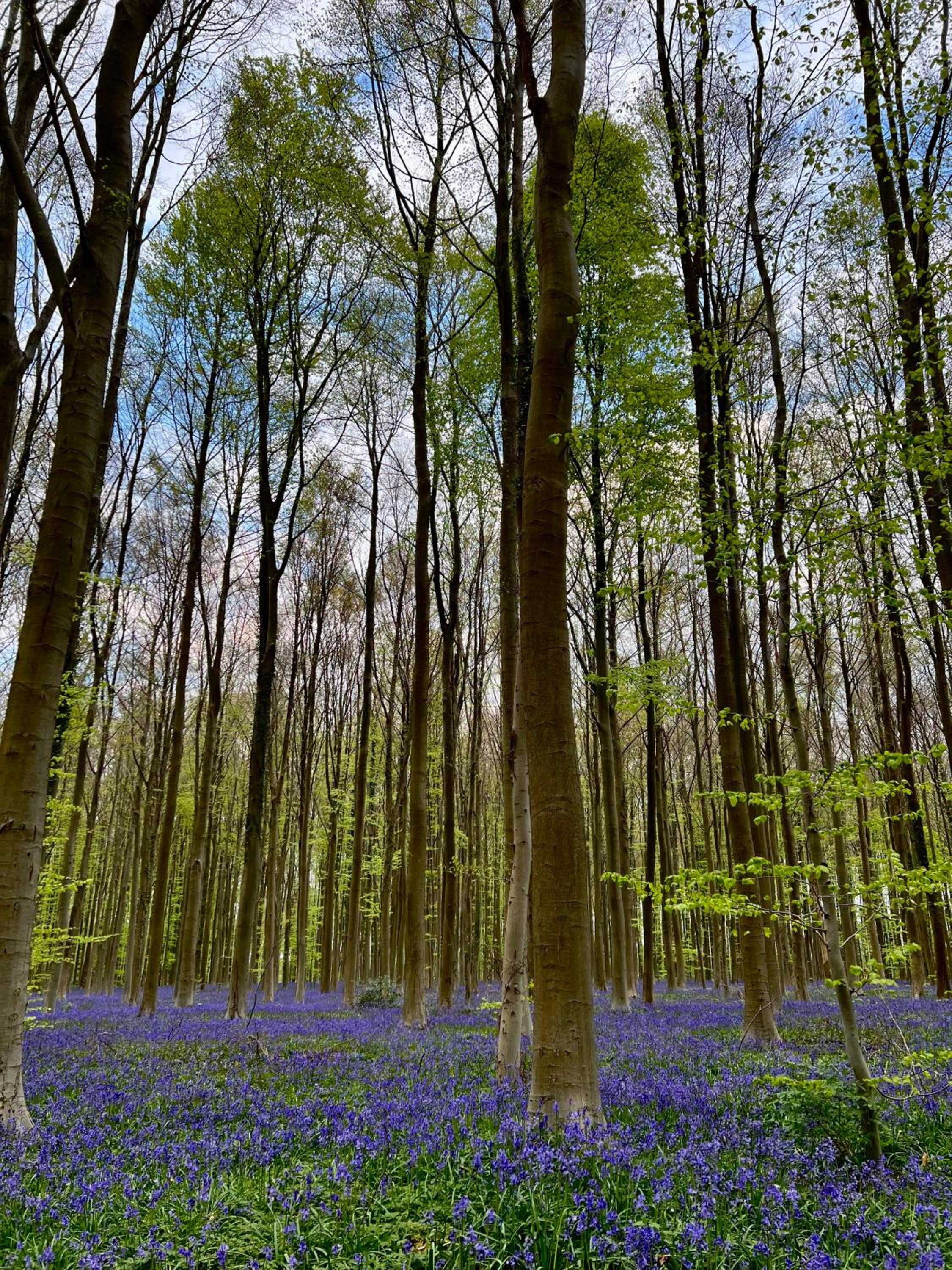 Bois de Hal