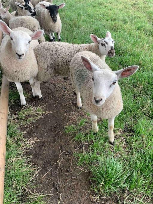 Ivy House Farm, Near Longnor view 5