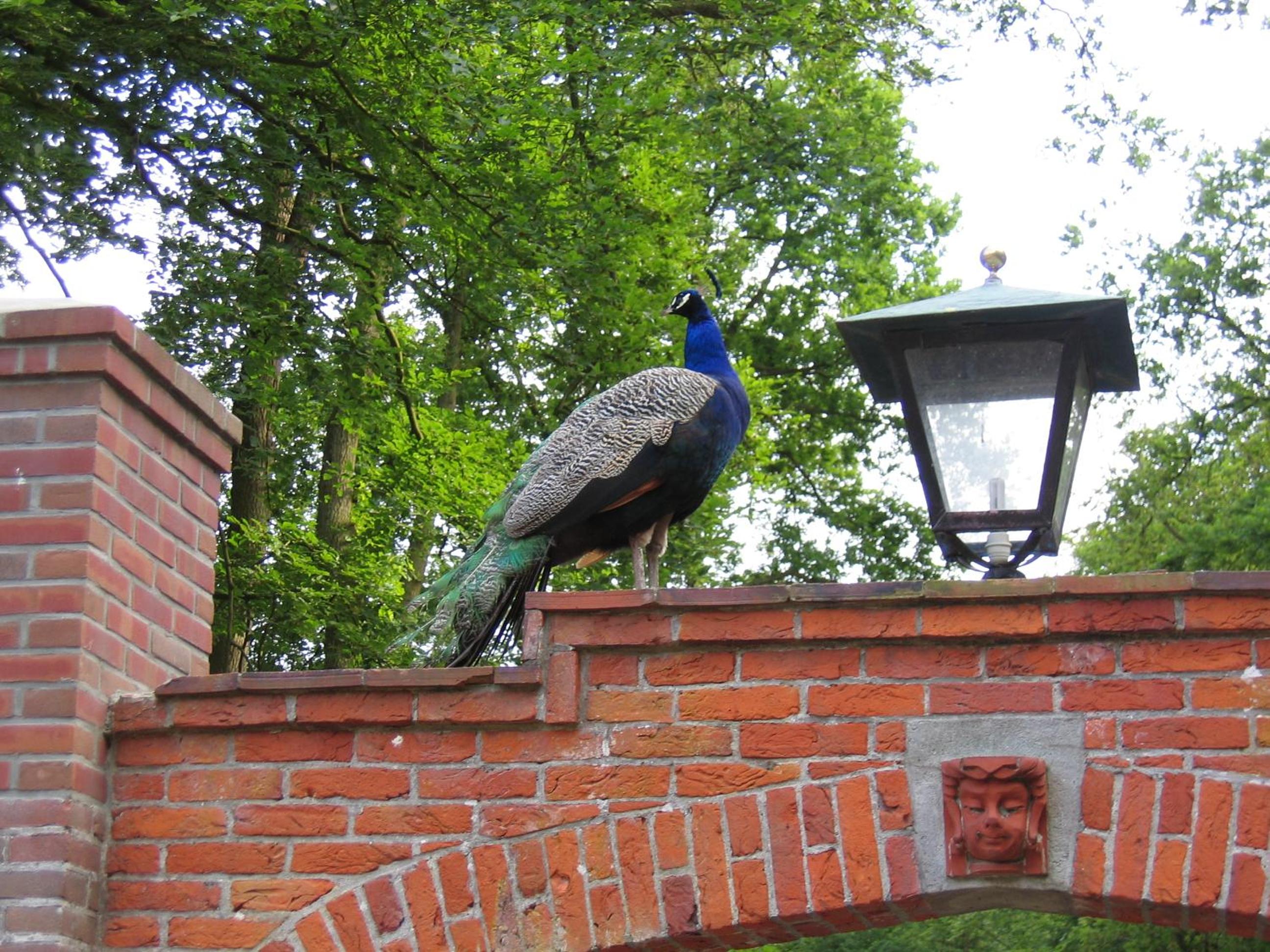 Londons Cottage