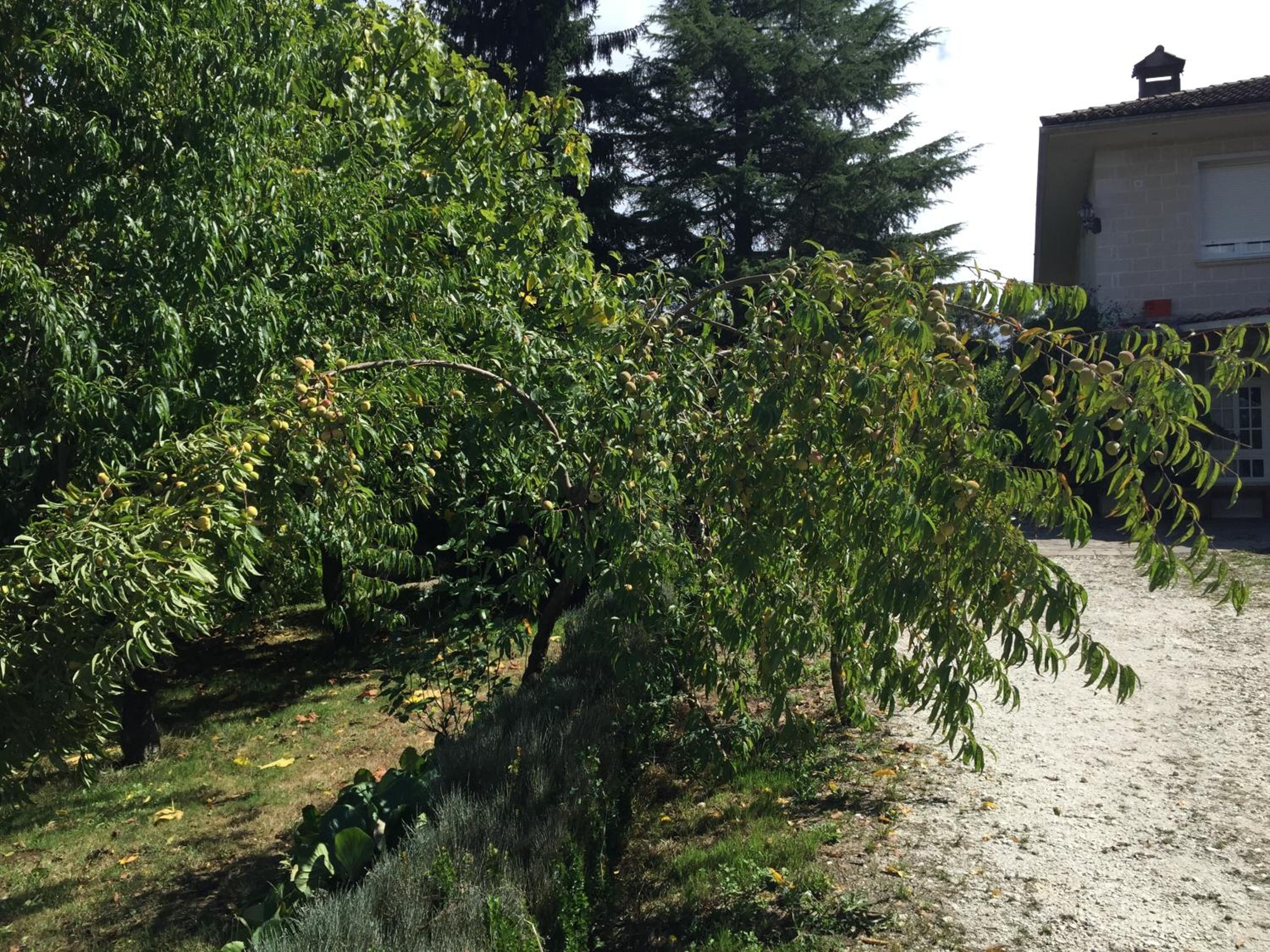 Photo 44