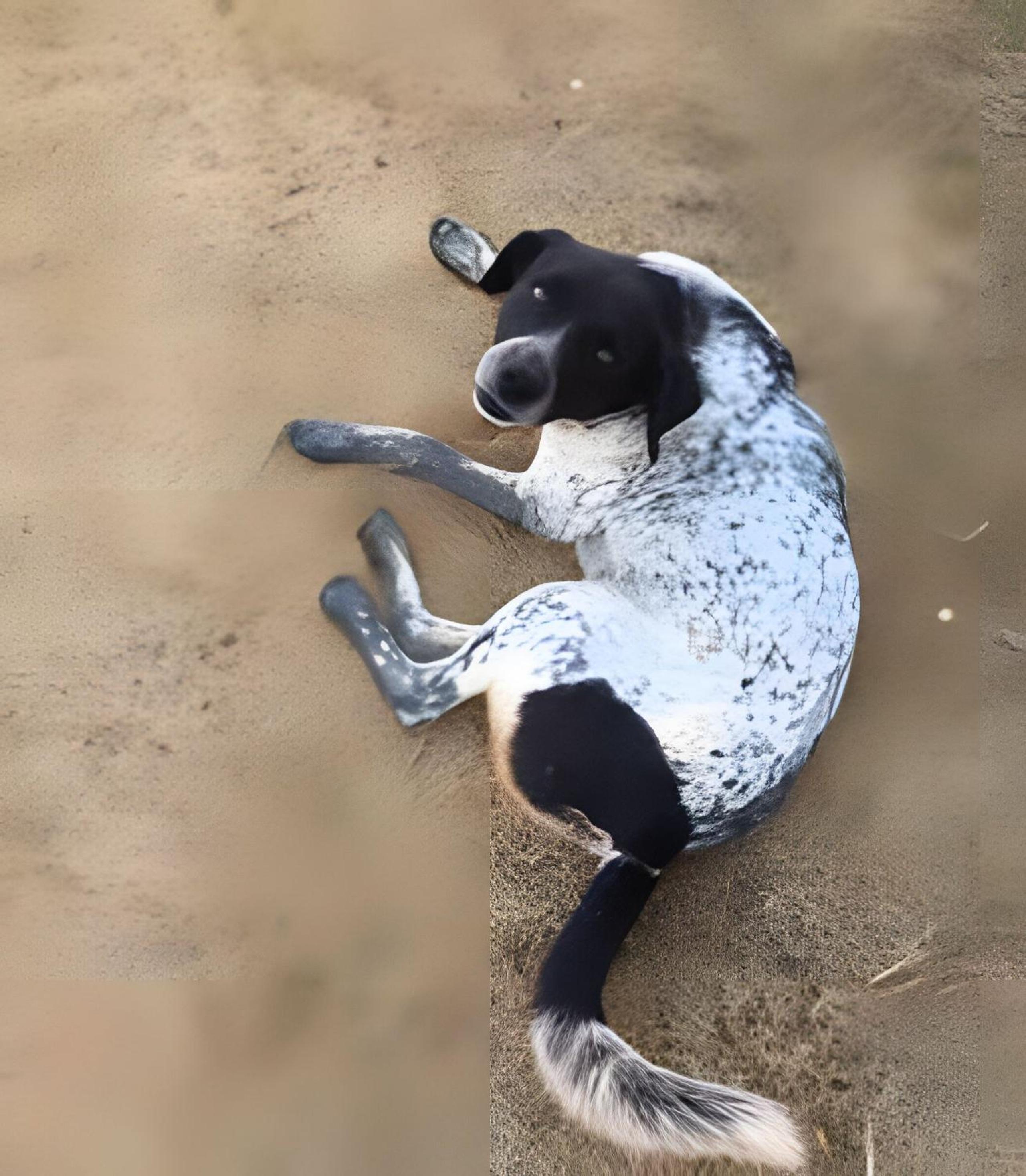 Casinha na Represa 2