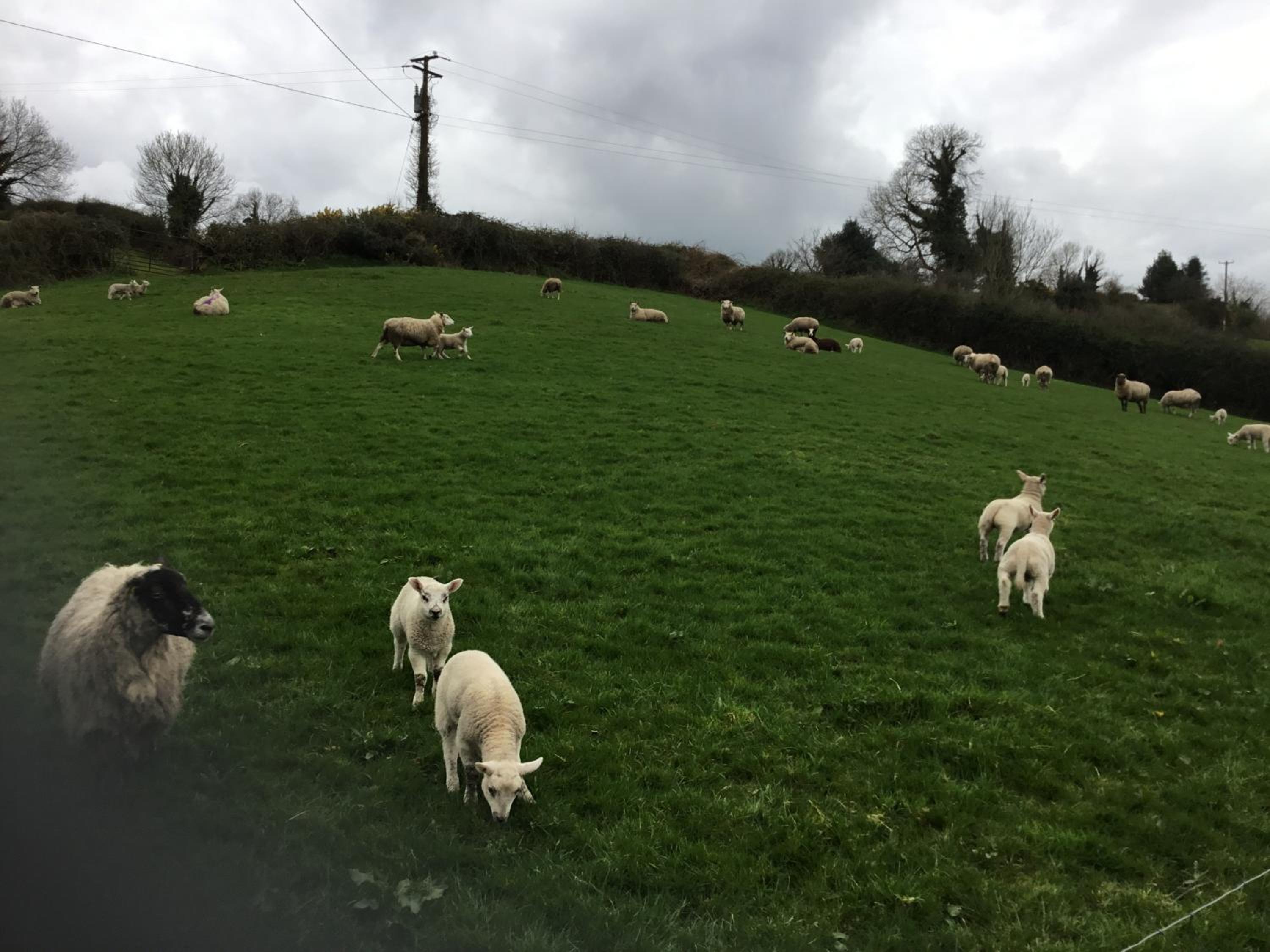Cosy Cottage Broadford view 3
