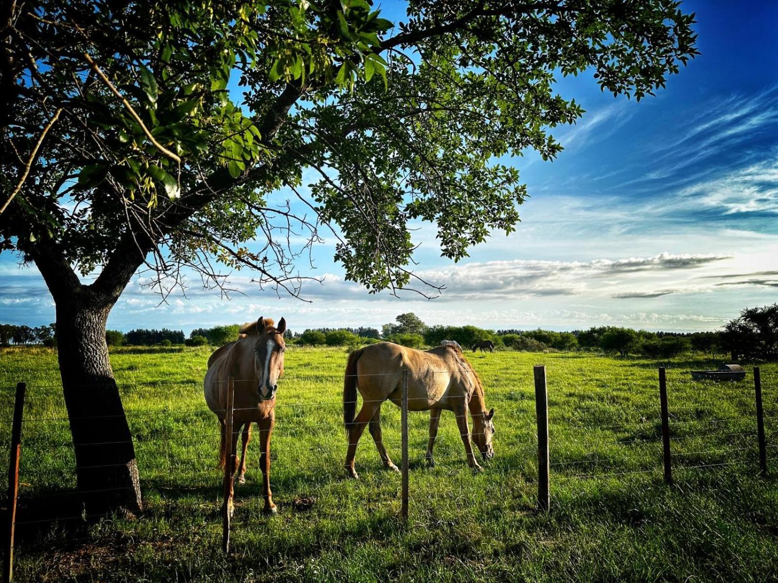 Casa de Campo SAN JACINTO grupos GRANDES 17 p Promo Diciembre del 10 al 22 mínimo 5 noches Resérvala Ya !