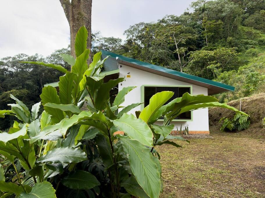 Eternal Rain Forest House