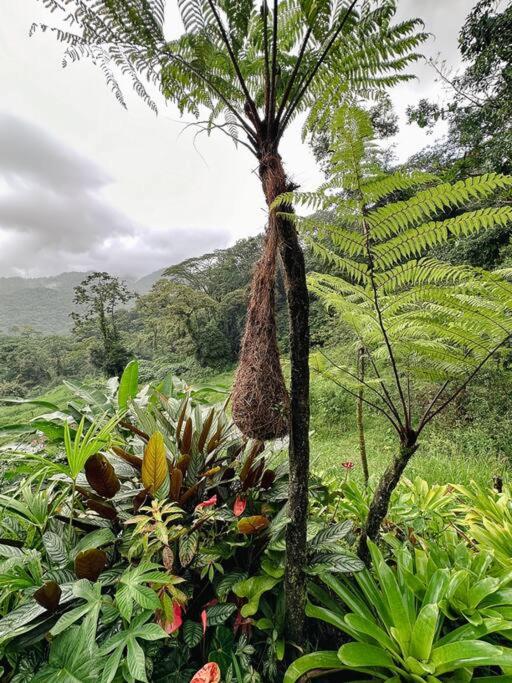 Eternal Rain Forest House