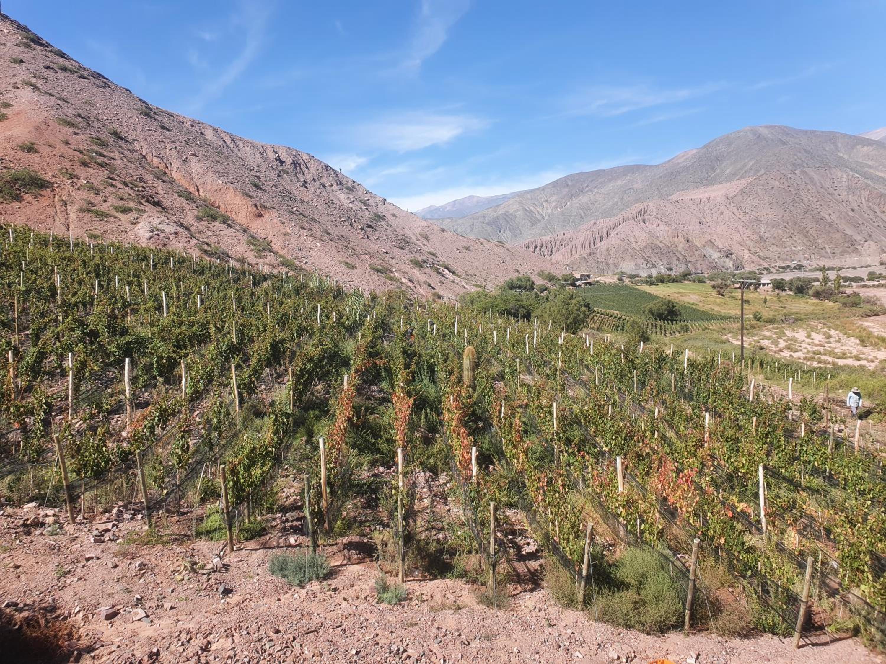 Cabañas Bodega Kindgard