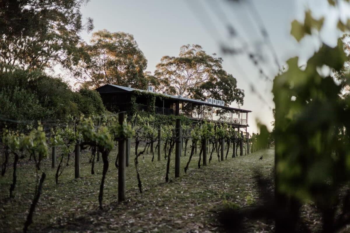 Sunset Vine at Wonganella Estate 1 by Tiny Away