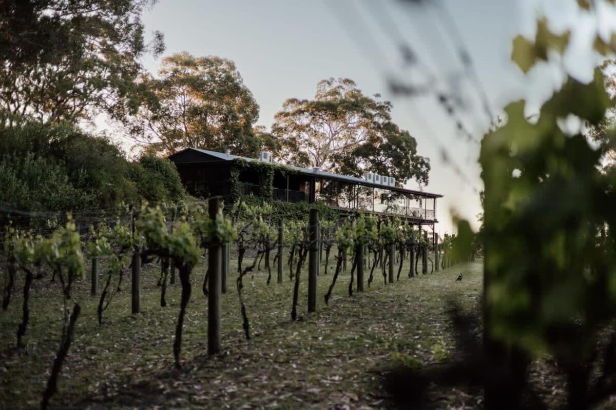 Sunset Vine at Wonganella Estate 2 by Tiny Away