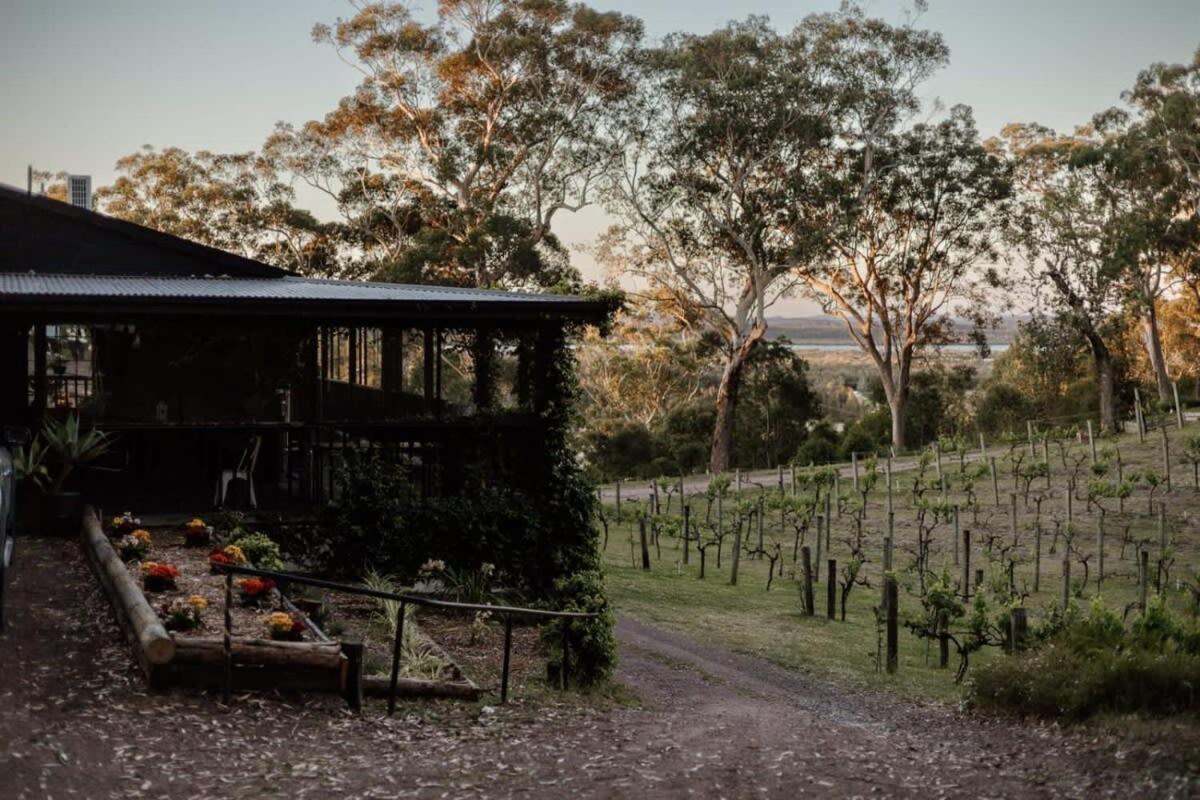 Sunset Vine at Wonganella Estate 2 by Tiny Away