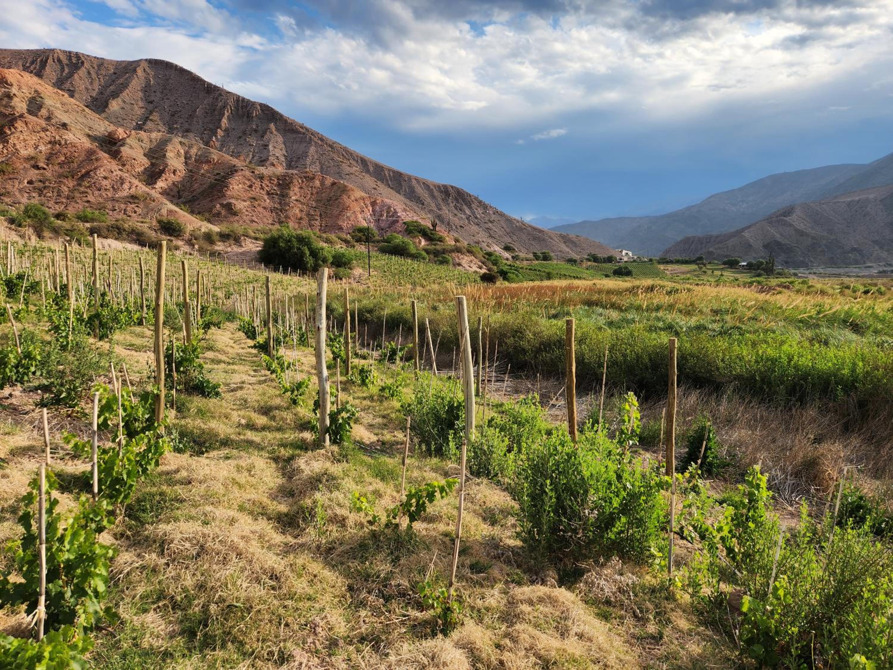 Cabañas Bodega Kindgard
