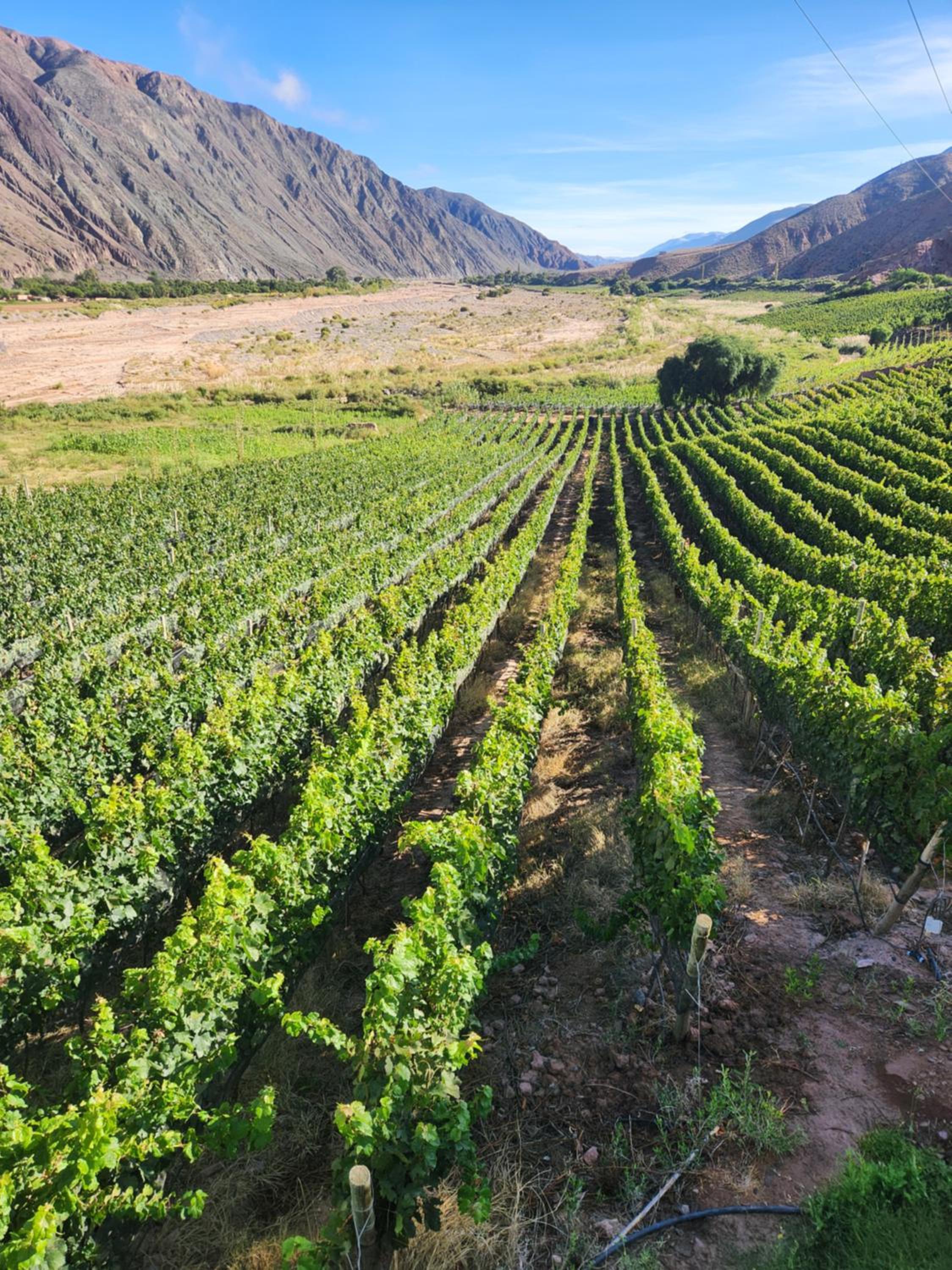 Cabañas Bodega Kindgard