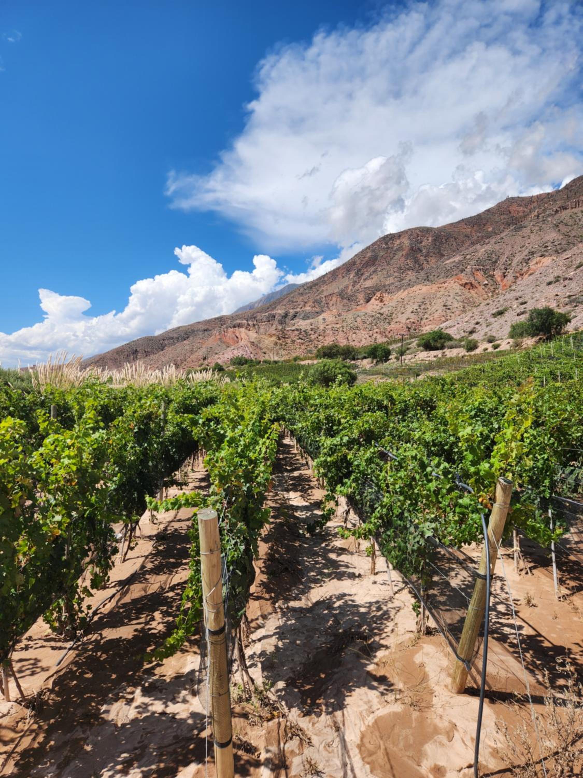 Cabañas Bodega Kindgard