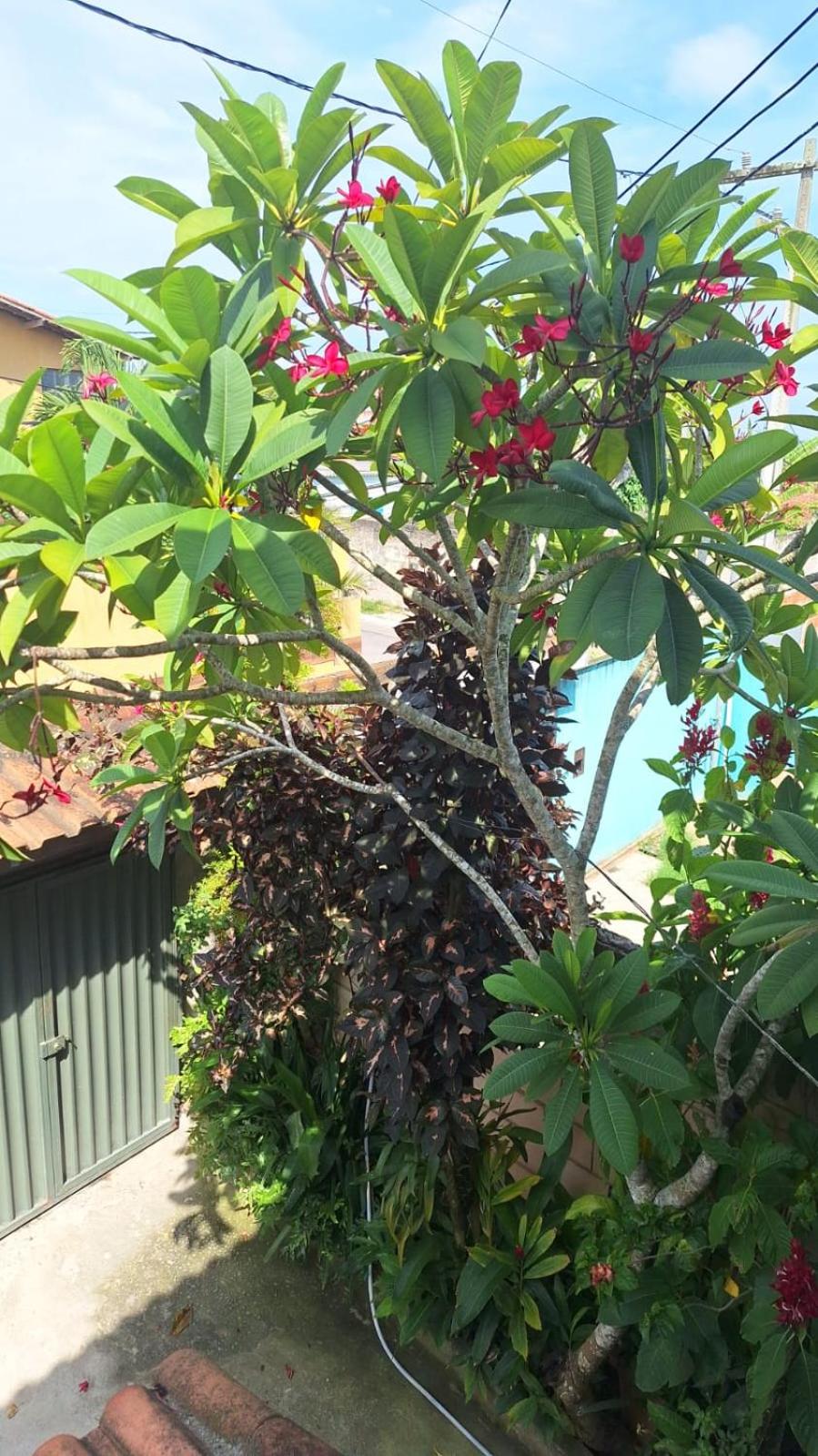 Casa com jardim