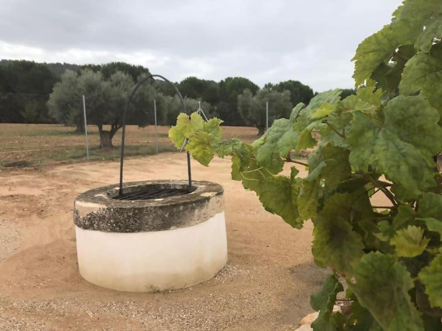 Casita rural entre olivos