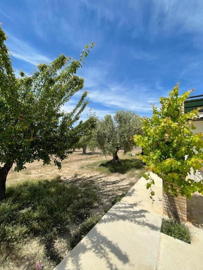 Casita rural entre olivos