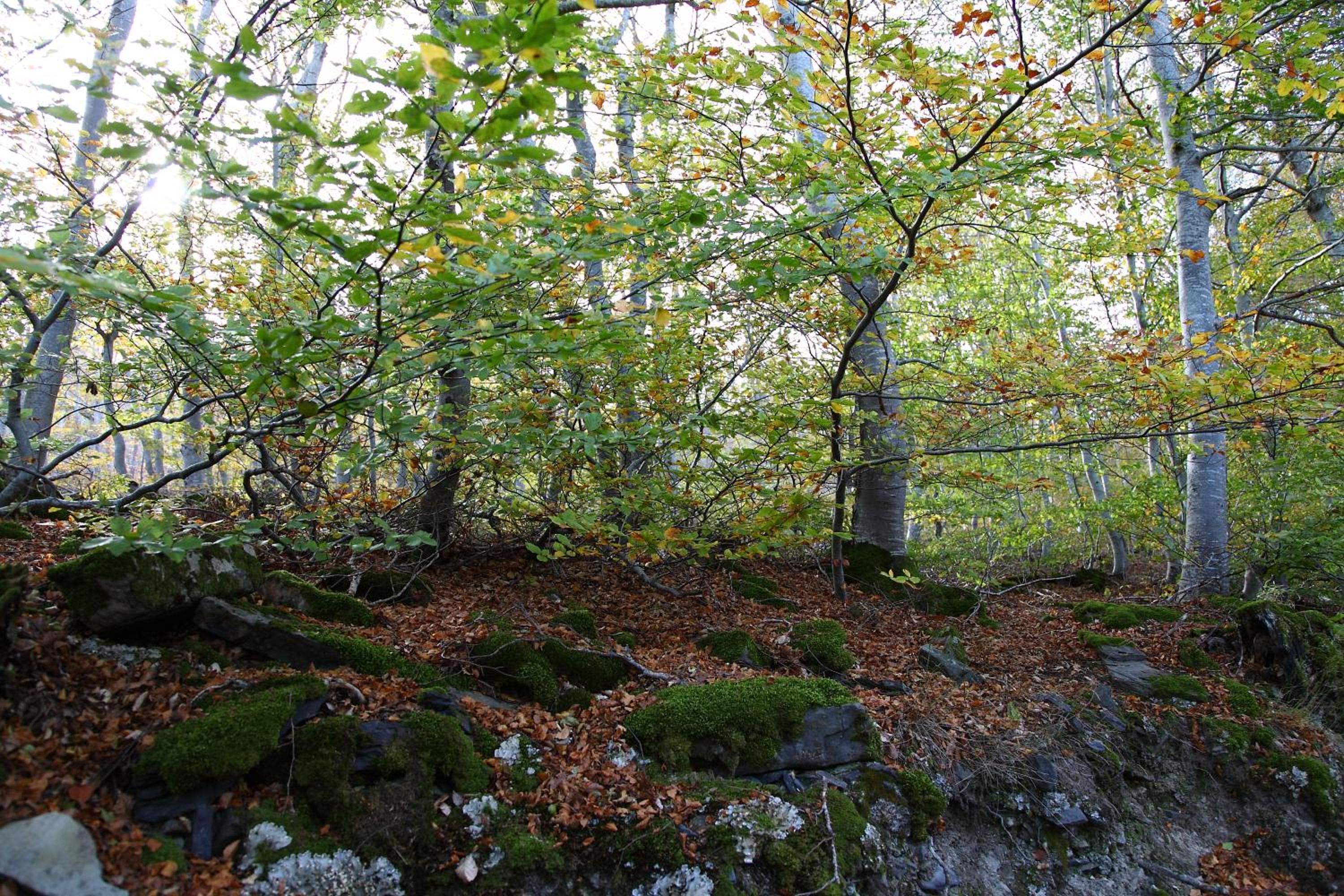 Photo 27