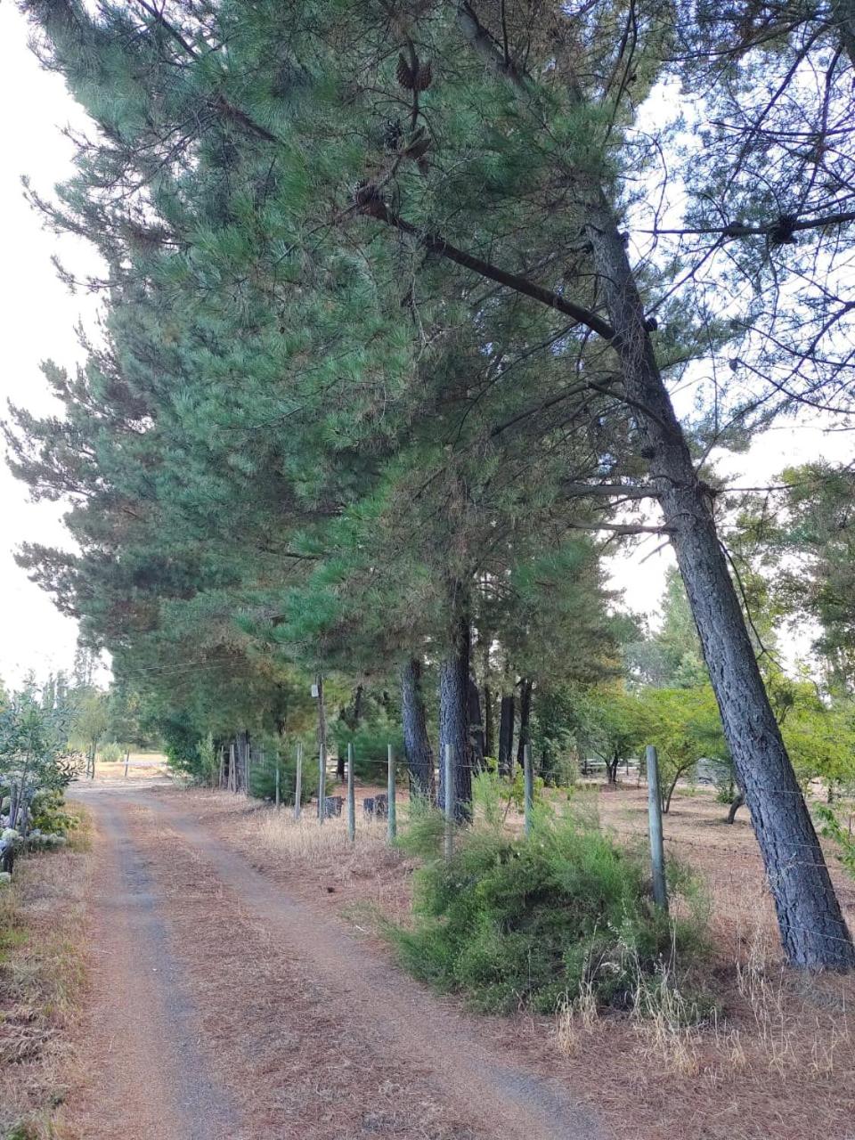 Mi refugio arbolado