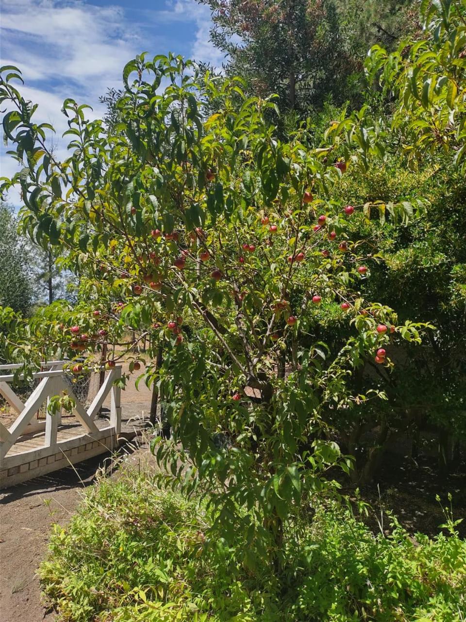 Mi refugio arbolado