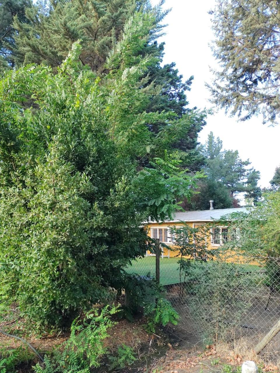 Mi refugio arbolado