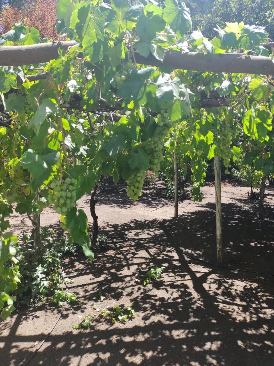 Mi refugio arbolado