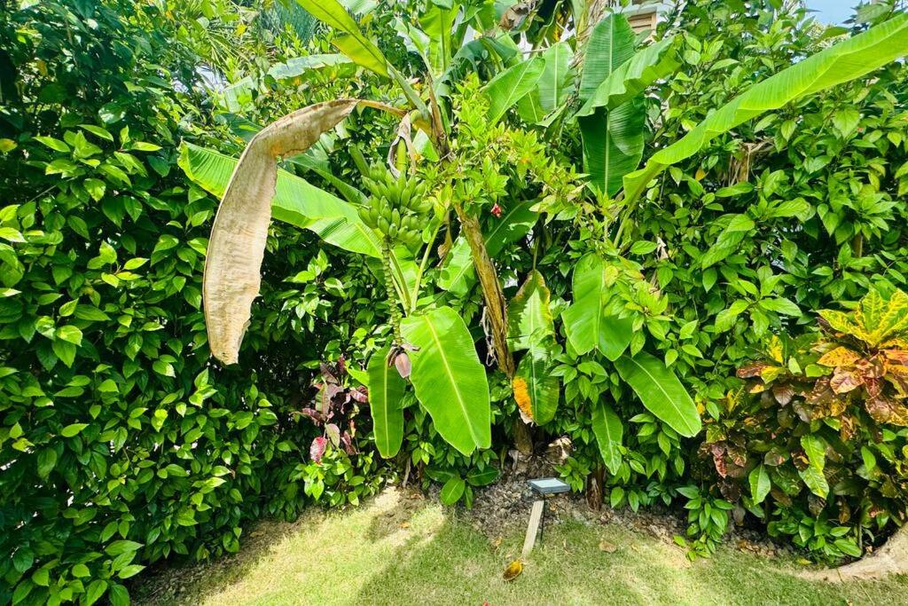 Private Garden Villa With Parking