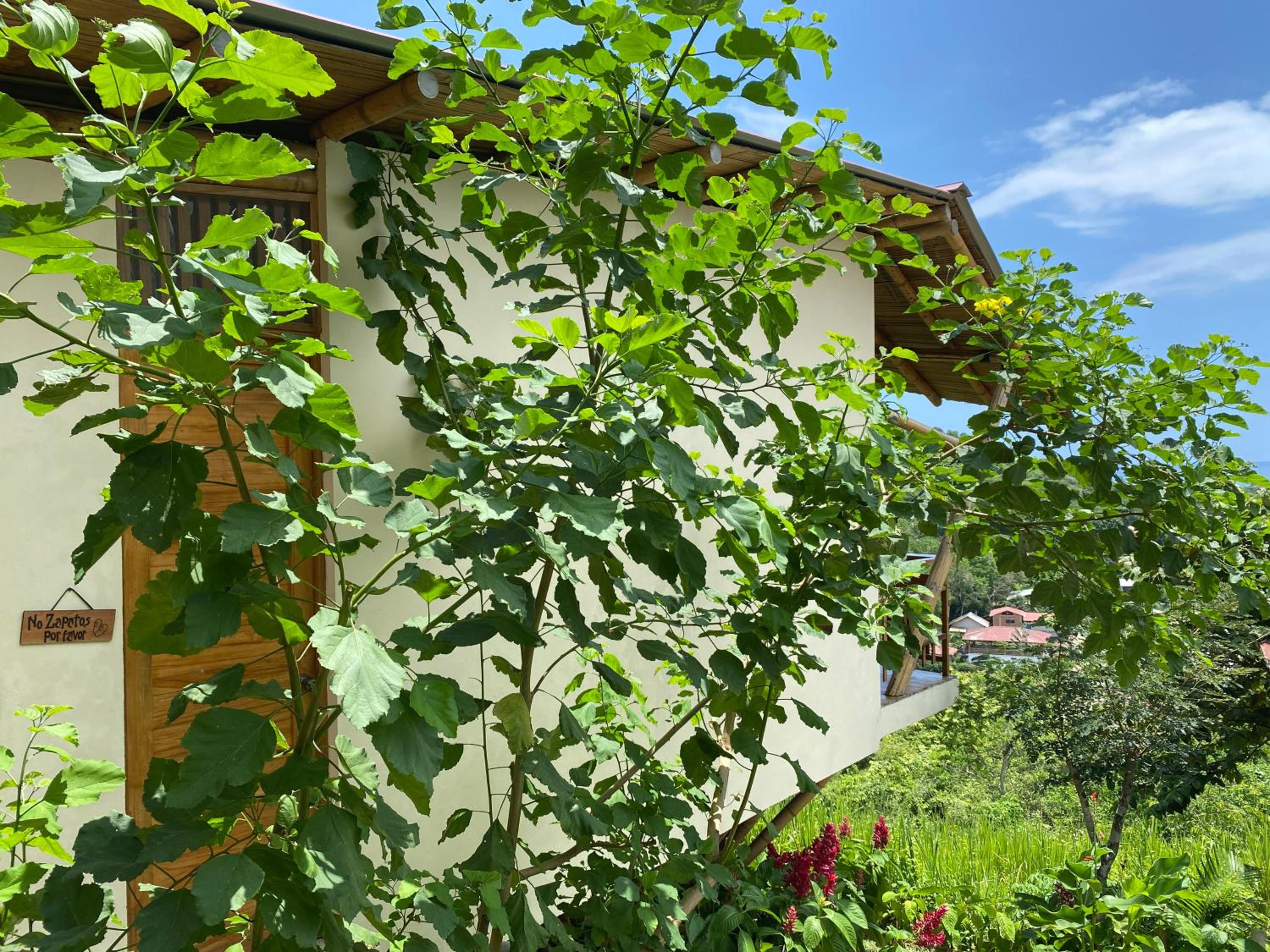 Bungalows Ayampe