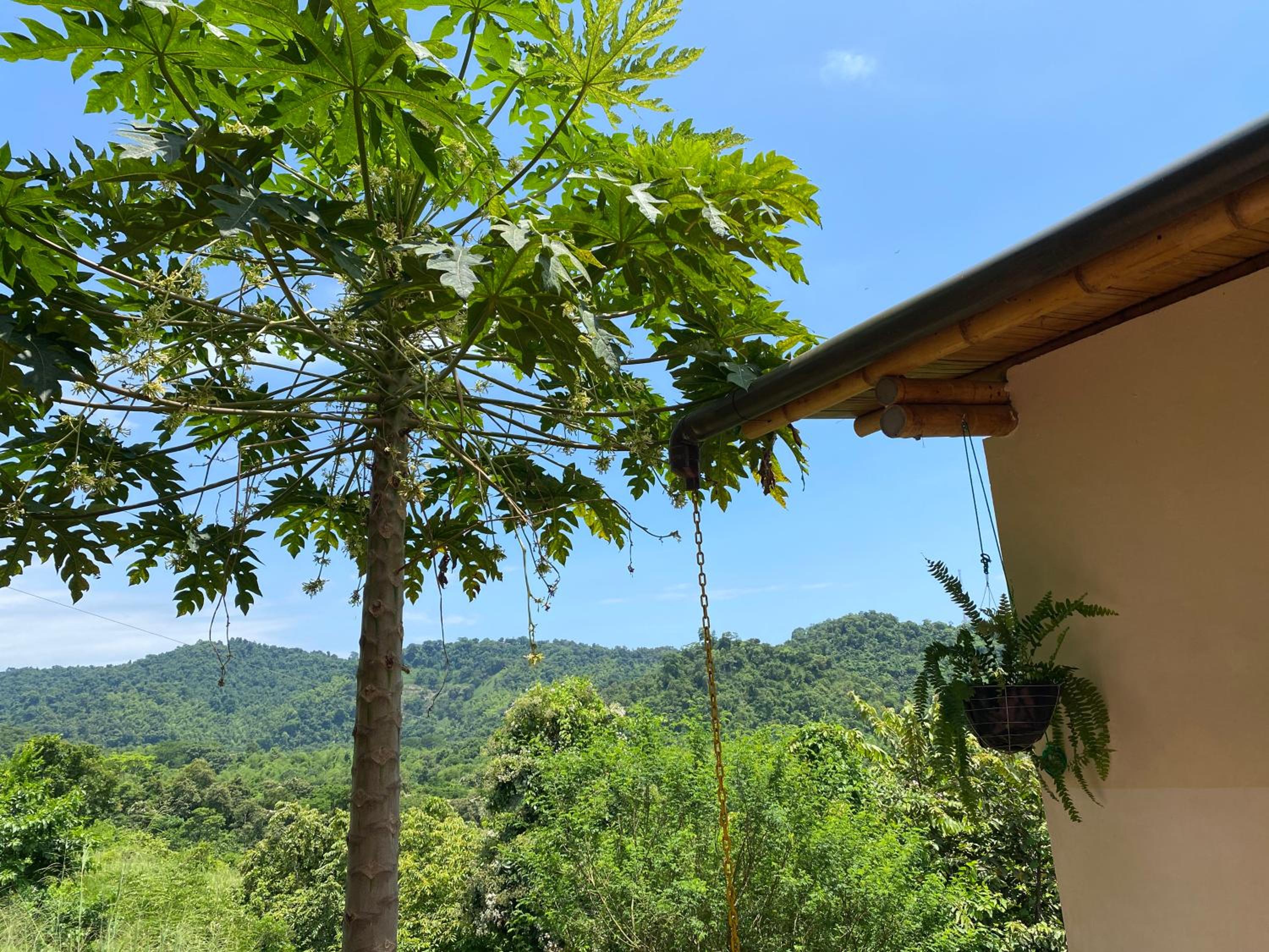 Bungalows Ayampe