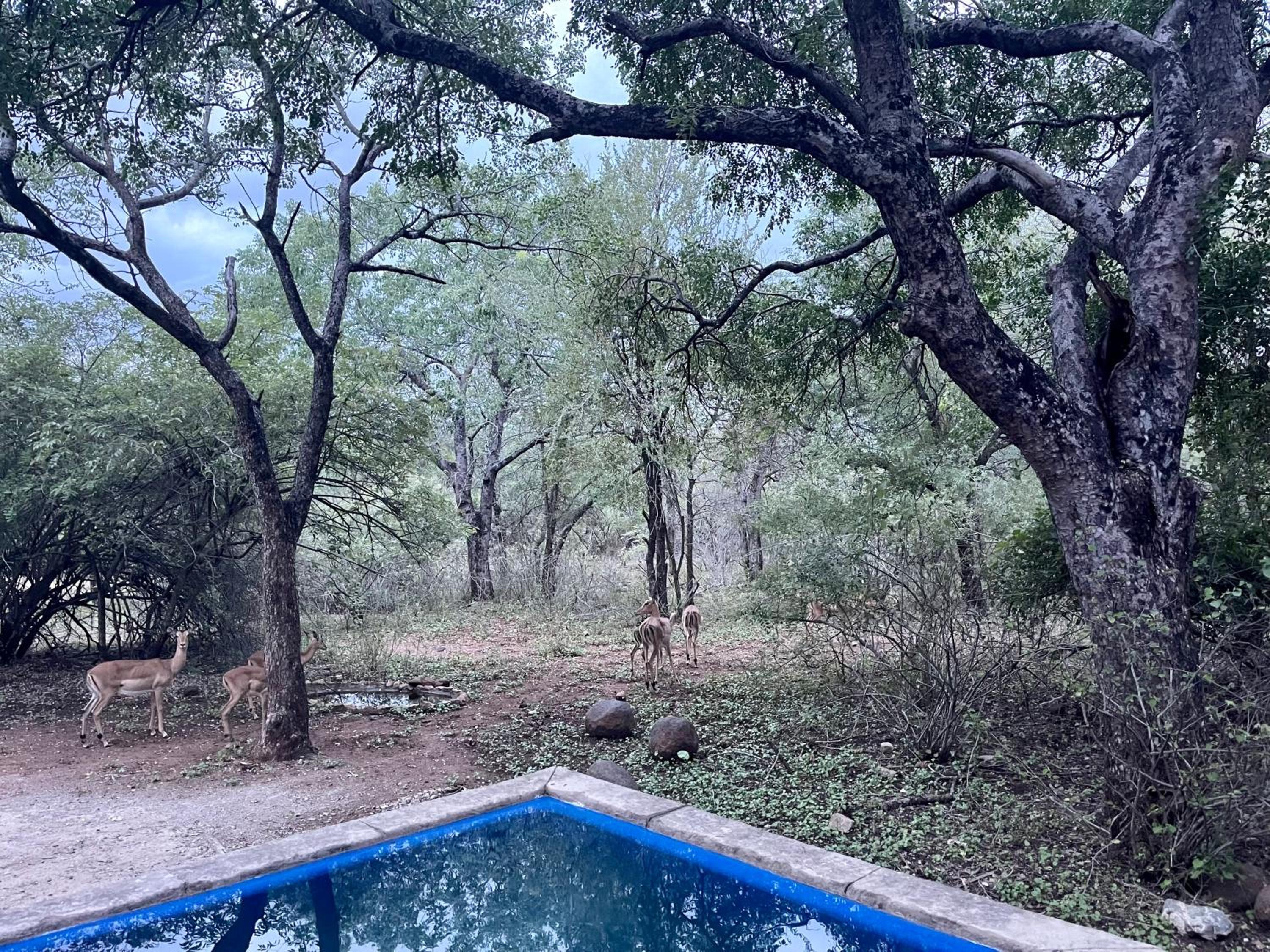 Soenie Kruger Safari