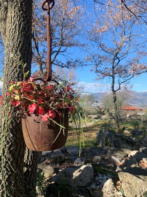 Glamping nature Tiny house view 2