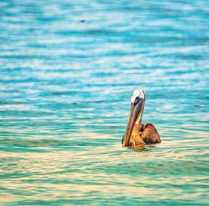 Mágica cabaña en medio del bosque en Isla Venado