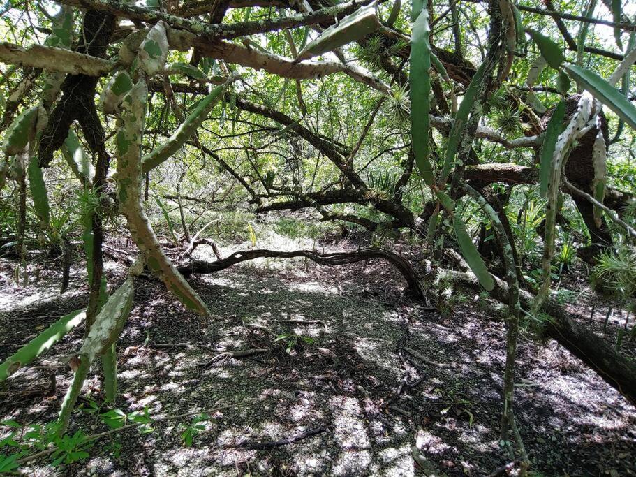 Mágica cabaña en medio del bosque en Isla Venado