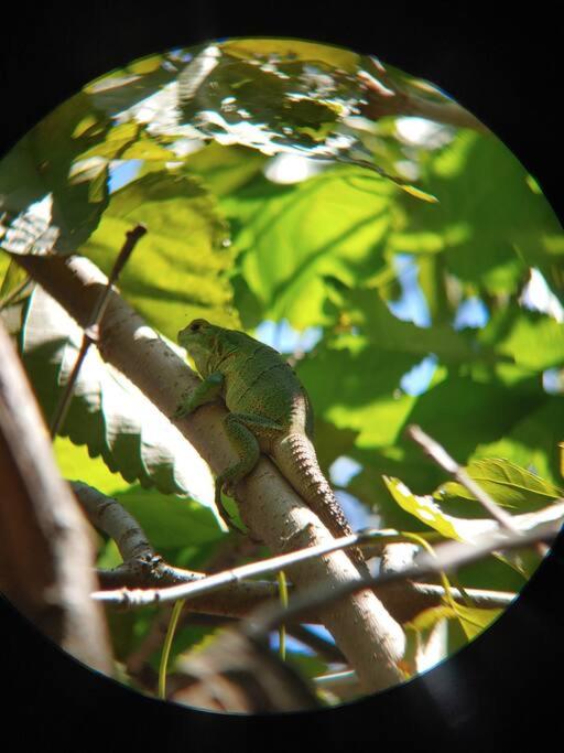 Mágica cabaña en medio del bosque en Isla Venado