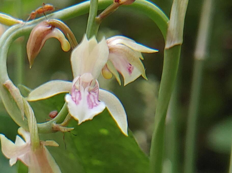 Mágica cabaña en medio del bosque en Isla Venado