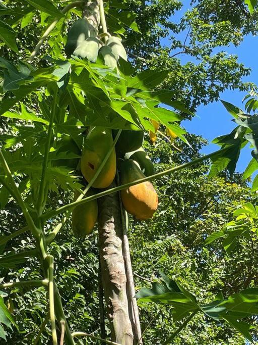 Mágica cabaña en medio del bosque en Isla Venado