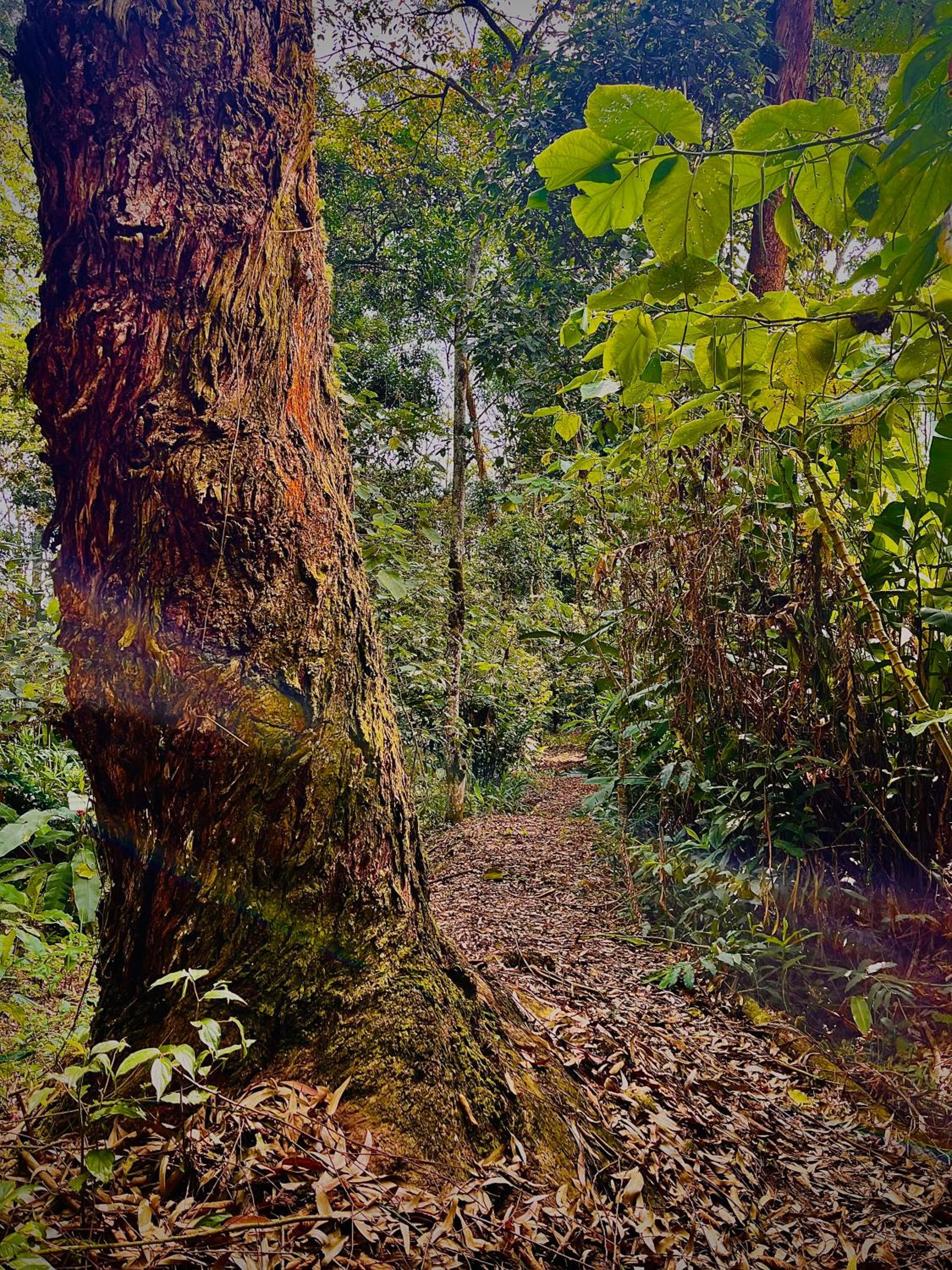 BooHouse - A Wild Cabin in Colombia