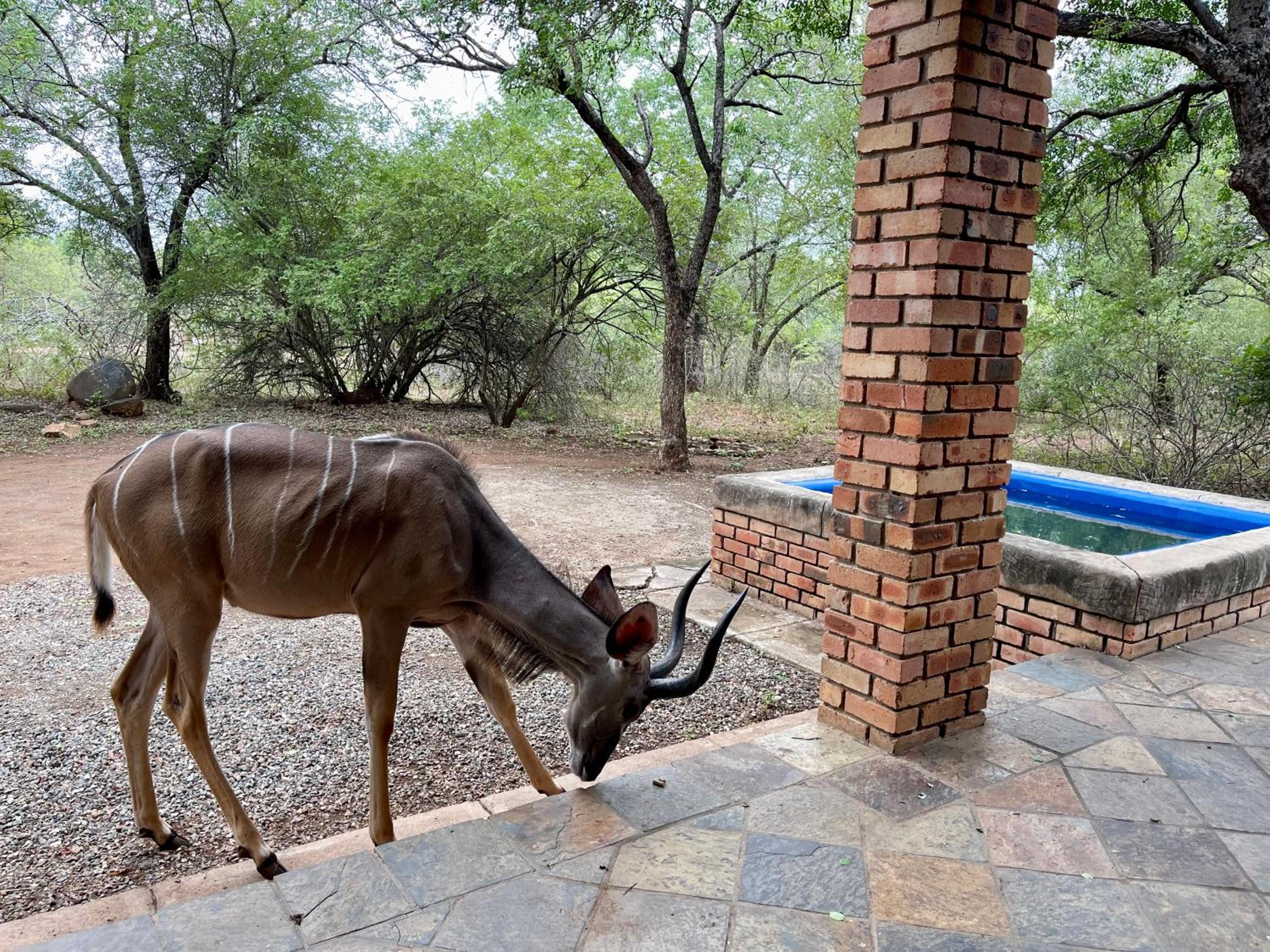 Soenie Kruger Safari