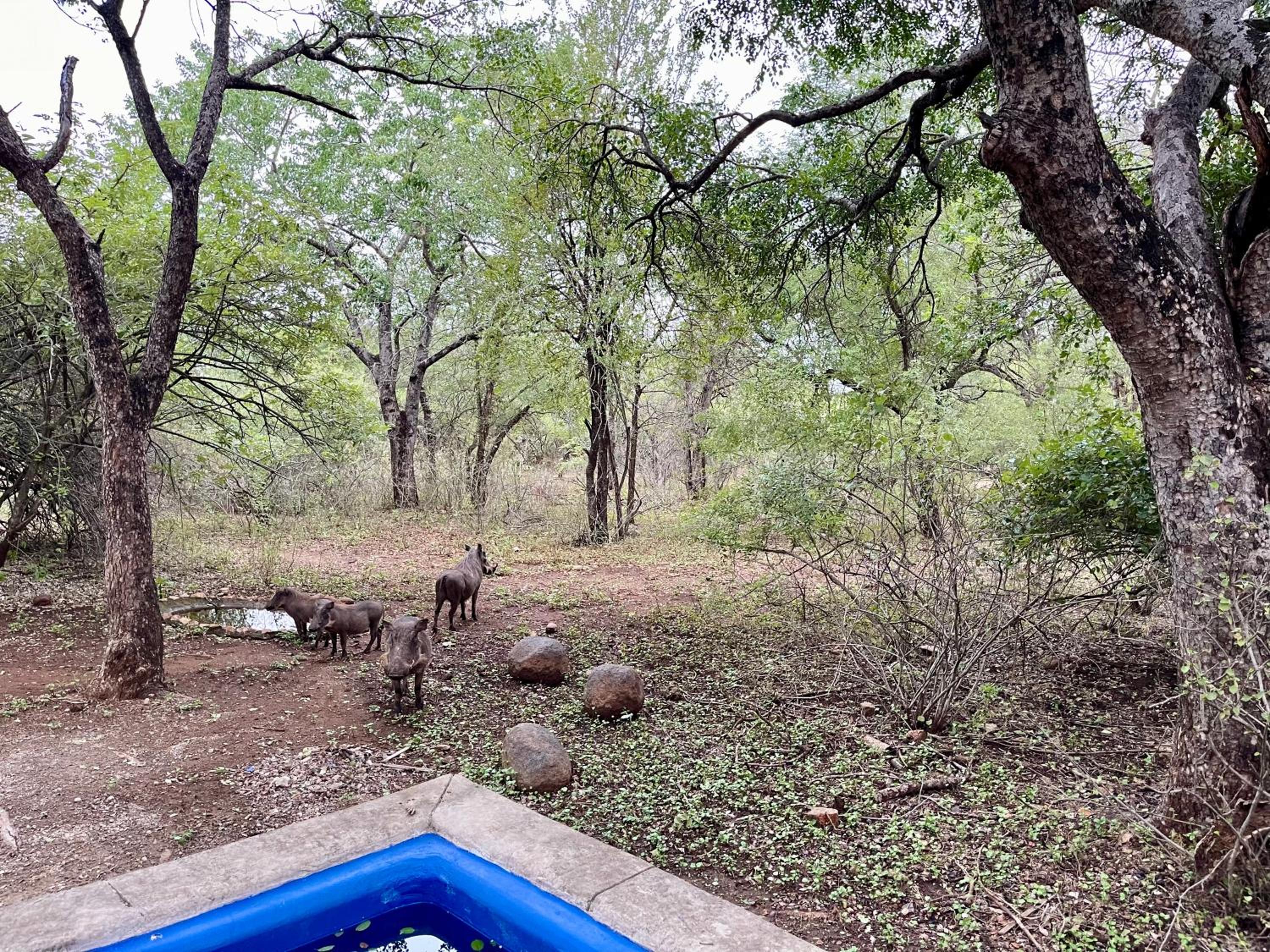 Soenie Kruger Safari