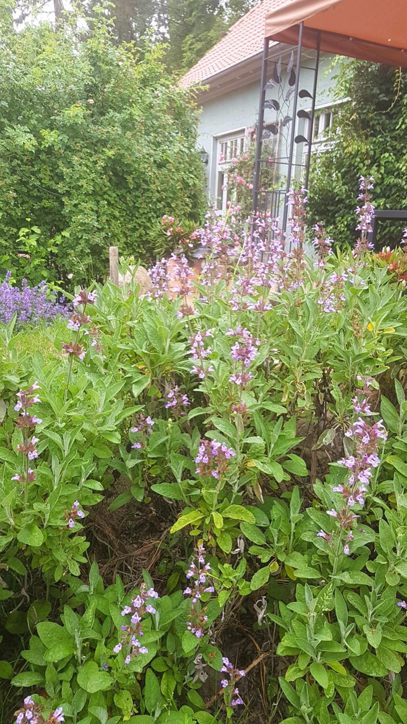 Ferienhaus Salvia