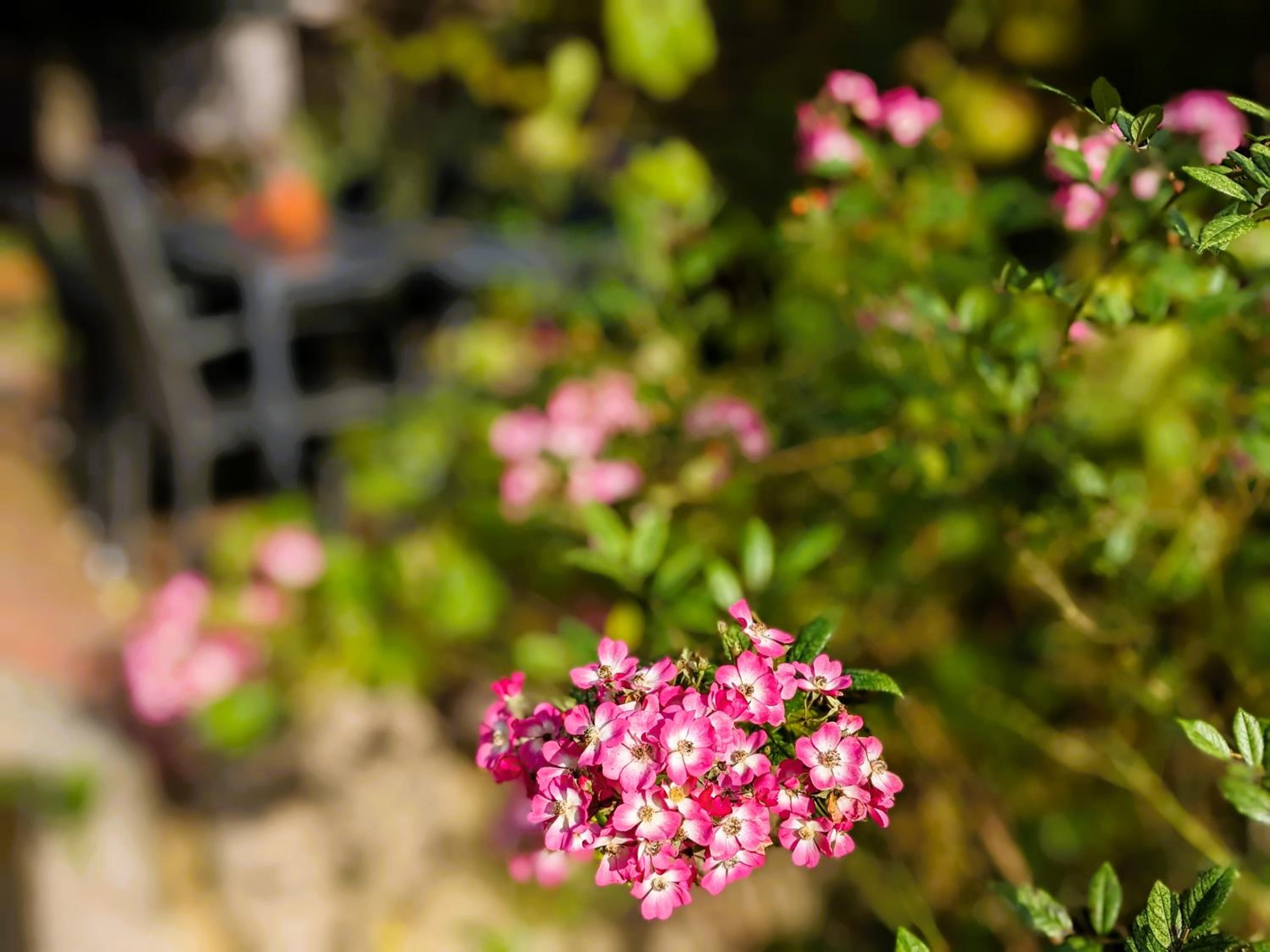 Ferienhaus Salvia
