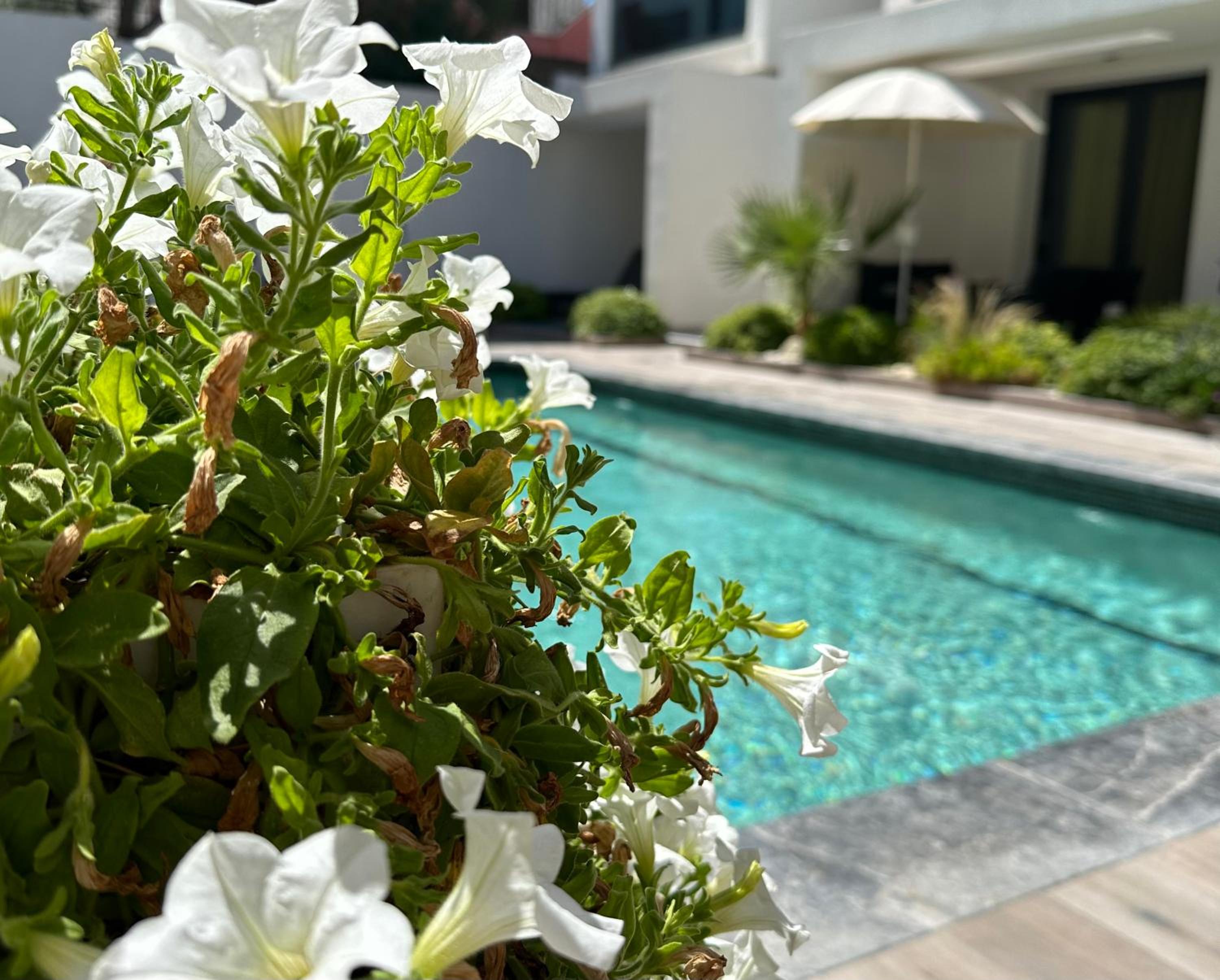 Kallithea love paradise pool & garden