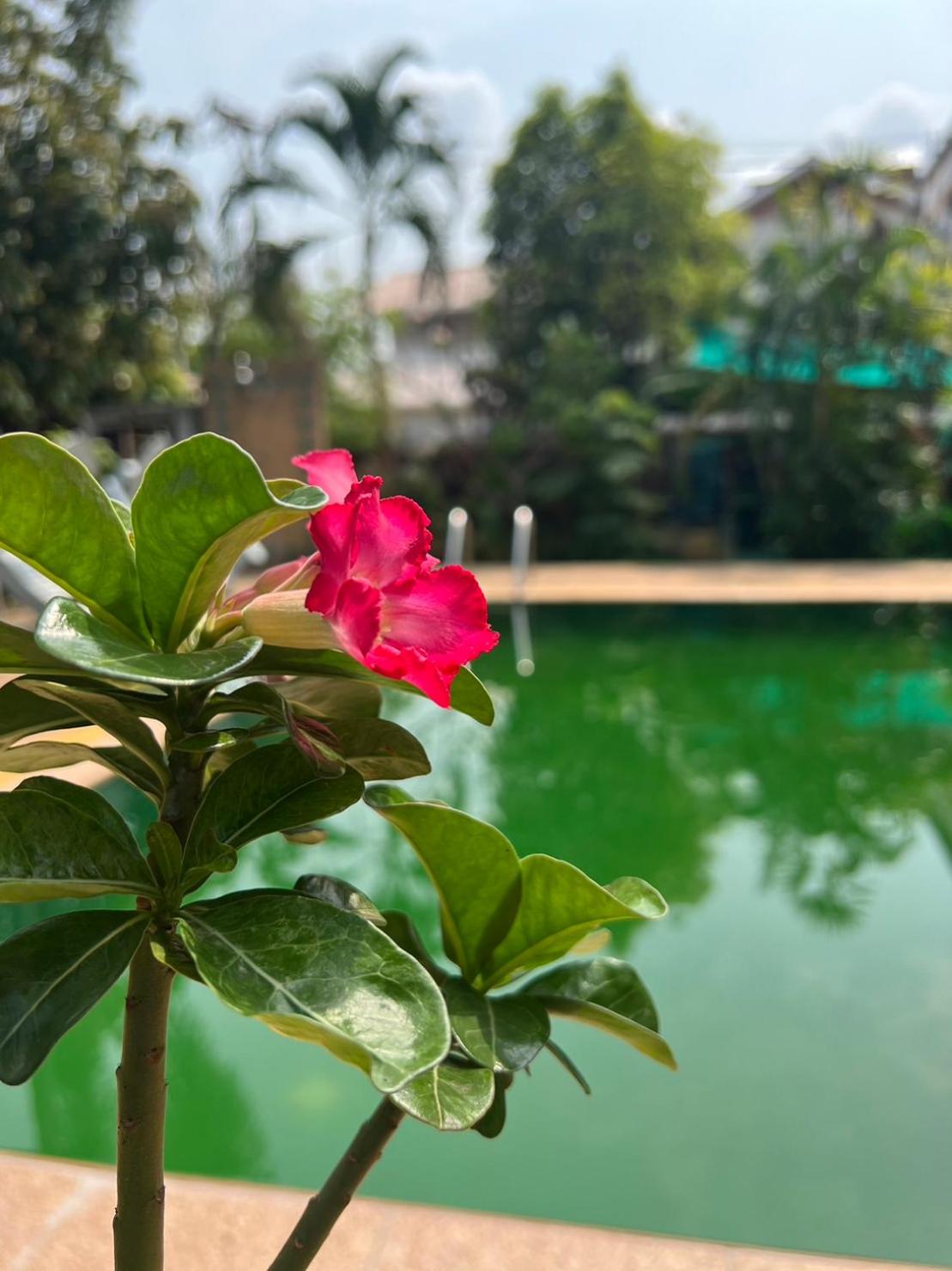 The Royal Shilton Resort