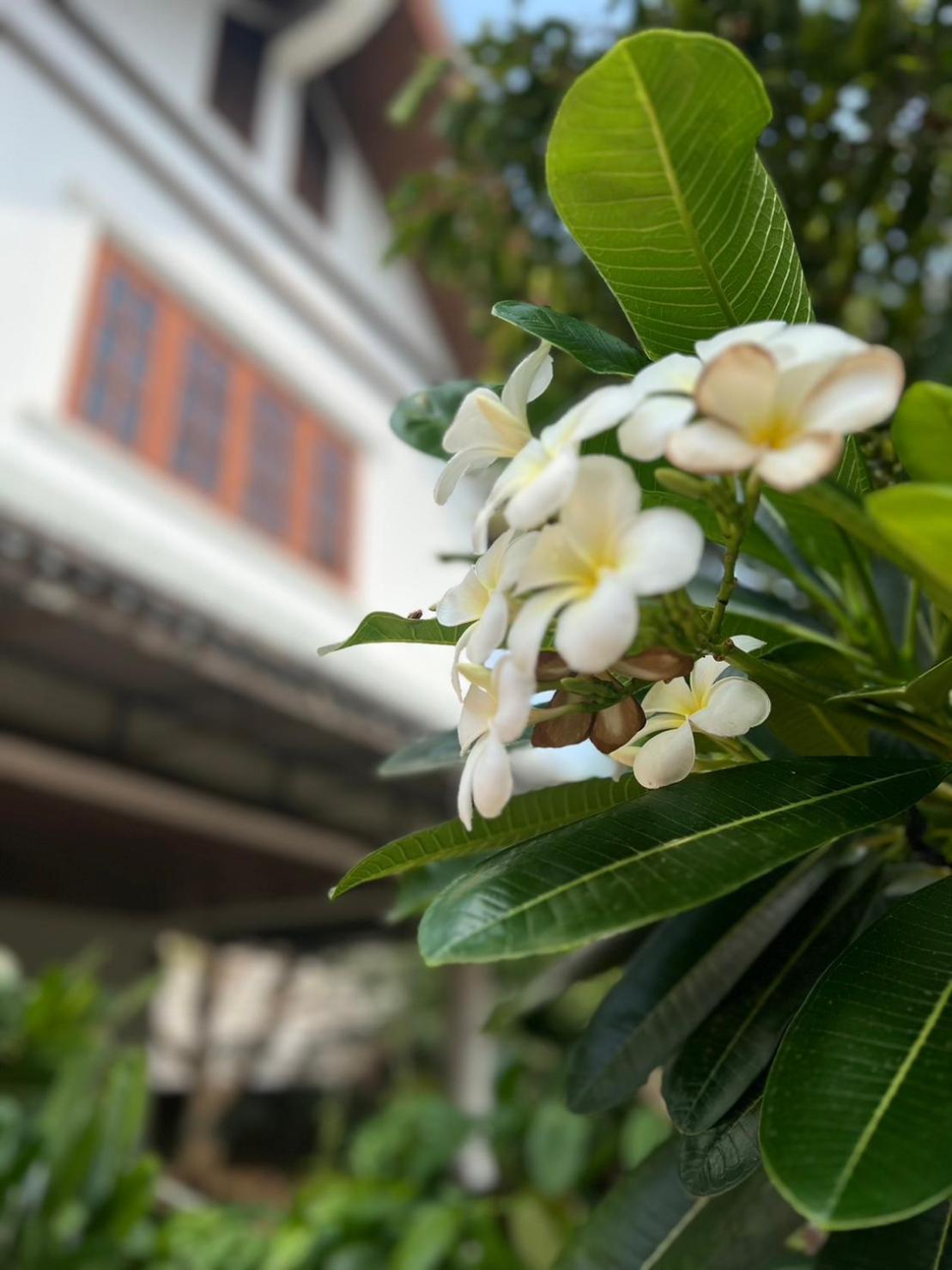 The Royal Shilton Resort