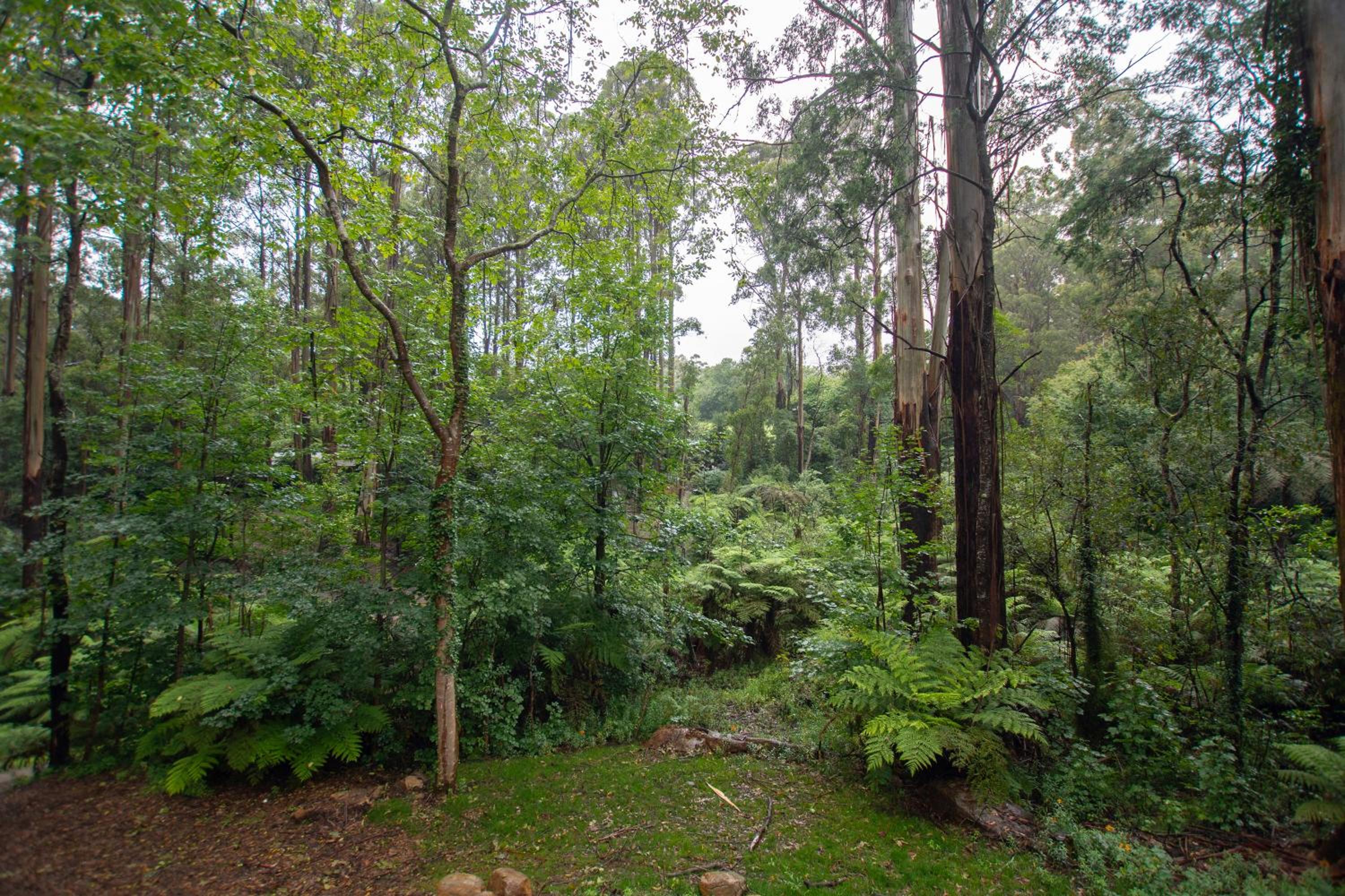 The Fernglen Forest Retreat